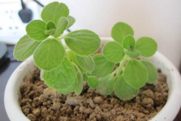 碰碰香怎么浇水,不同的季节需要掌握不同的方法