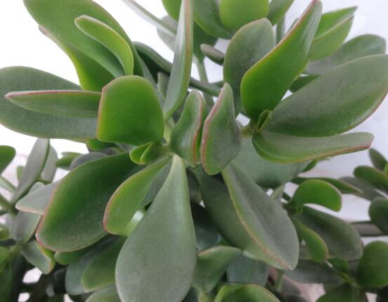 玉树燕子掌怎么区分,主要从叶和花序上辨别