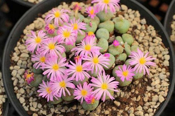 生石花种下后怎么浇水,不要立即浇水容易造成感染
