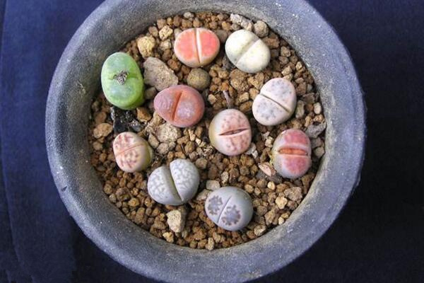 生石花种下后怎么浇水,不要立即浇水容易造成感染