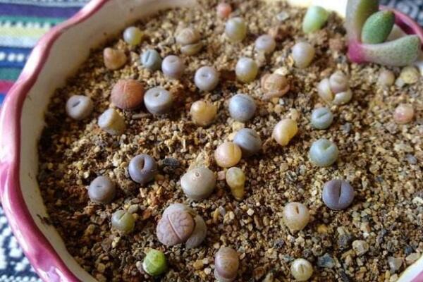 如何种生石花,4步即可完成生石花的种植