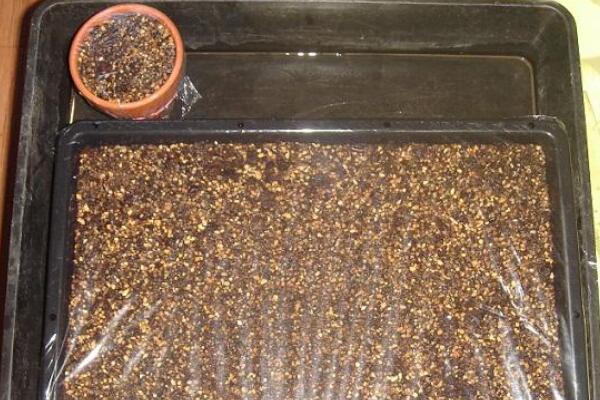 如何种生石花,4步即可完成生石花的种植