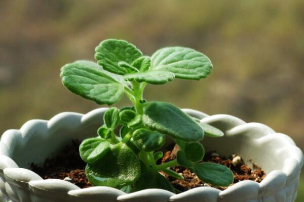 碰碰香种子种植方法,种植详细步骤以及种植注意事项