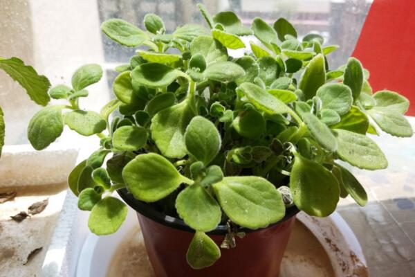 碰碰香种子种植方法,种植详细步骤以及种植注意事项