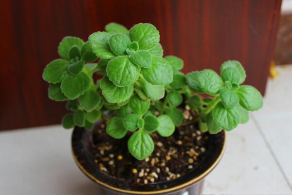 碰碰香种子种植方法,种植详细步骤以及种植注意事项