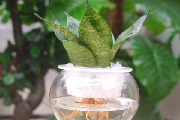 水培虎皮兰能过冬吗,注意保暖并加强光照