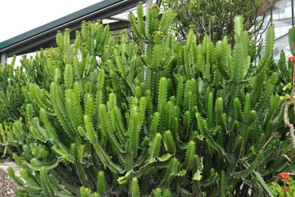 虎刺梅和金刚纂的区别,通过枝干、叶片、花朵进行区分