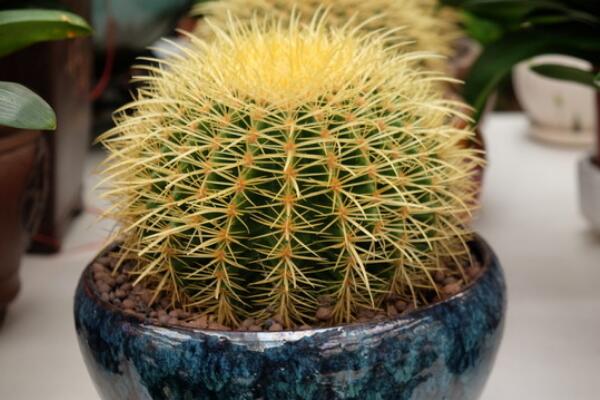 仙人球浇水方法,不同的季节植株对水分的需求不同