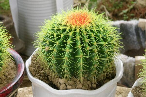 仙人球浇水方法,不同的季节植株对水分的需求不同