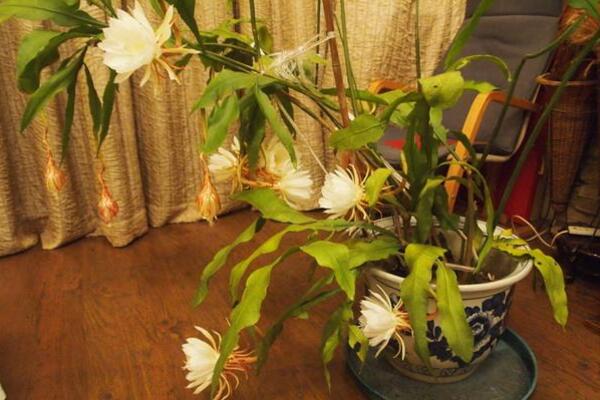 昙花对室内家居的影响,观赏以及净化最突出