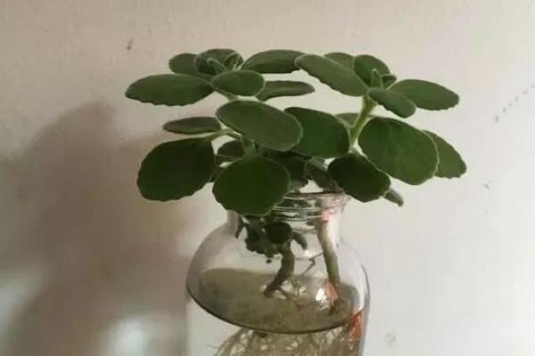 碰碰香可以水培吗,可以水培并且日常管理更加简单