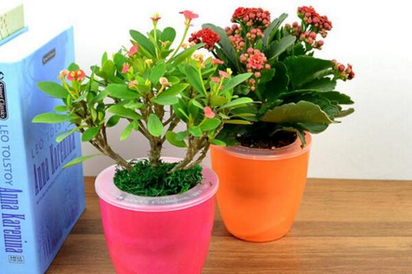 虎刺梅一年开几次花,只要养护得当虎刺梅可以四季开花