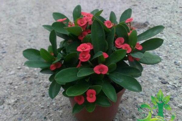 虎刺梅一年开几次花,只要养护得当虎刺梅可以四季开花