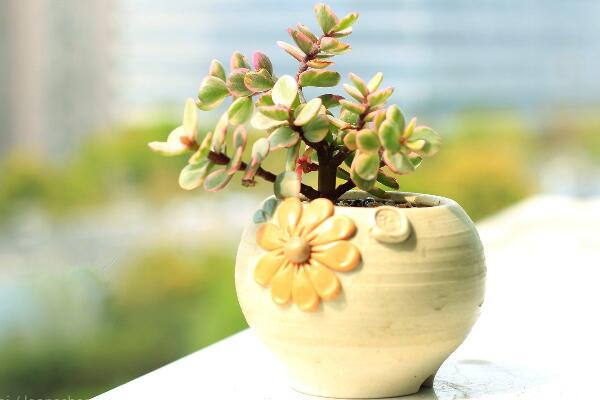 雅乐之舞多久浇一次水,不同的季节浇水频率也不相同