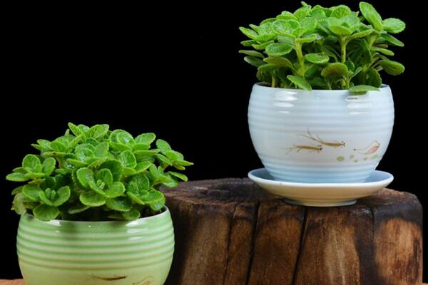 碰碰香能泡茶吗,碰碰香泡茶作用非常明显