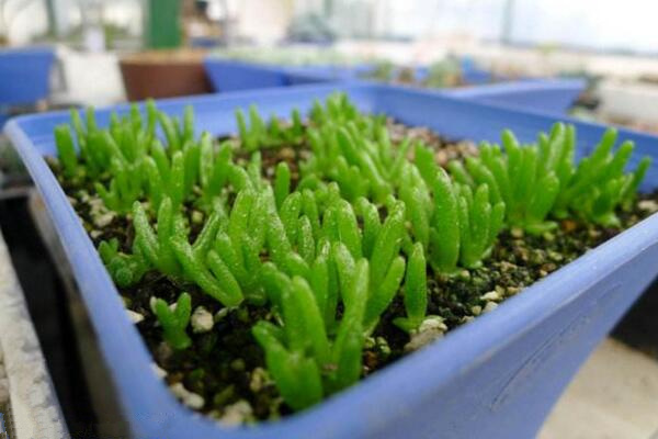 碧光环怎么种植,4步即可完成碧光环的种植