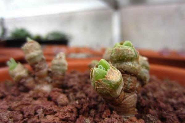 碧光环怎么种植,4步即可完成碧光环的种植