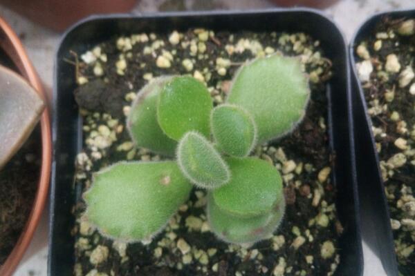 多肉植物熊童子怎么养,熊童子养殖经验分享