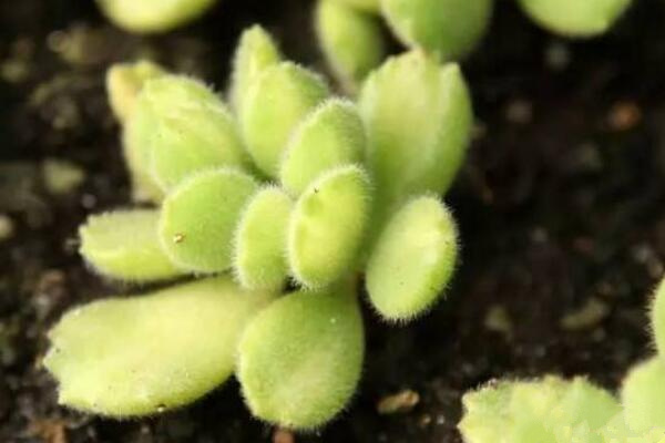 多肉植物熊童子怎么养,熊童子养殖经验分享