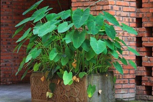 滴水观音如何养殖,养好滴水观音牢记以下5点