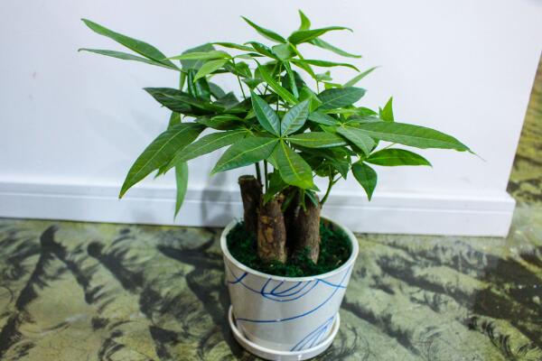 发财树水浇多了怎么办,适当松土并加强通风