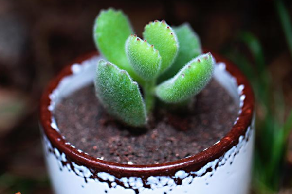 多肉植物熊童子掉叶子,找出问题的原因及时处理