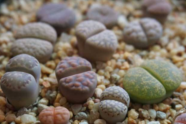 生石花最合适光照度,只需要在夏季适当遮阴即可