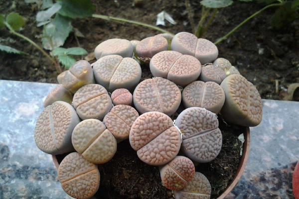 生石花最合适光照度,只需要在夏季适当遮阴即可