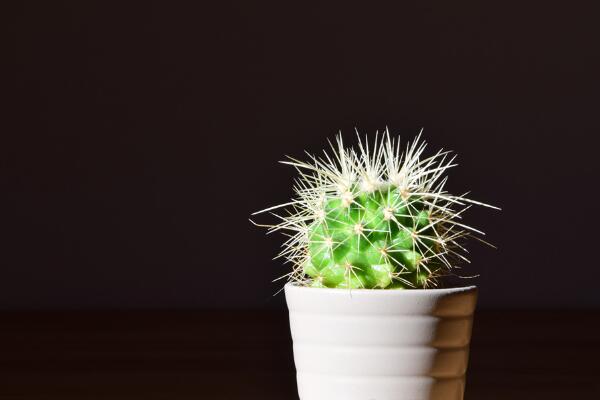 仙人球换盆方法,4步即可完成仙人球的换盆
