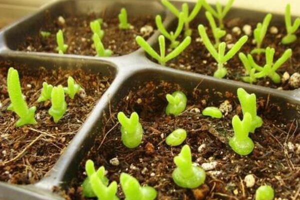 碧光环播种多久能长大,种后一星期发芽四个月长大