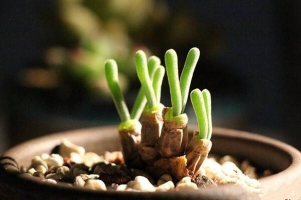 碧光环播种多久能长大,种后一星期发芽四个月长大
