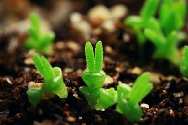 碧光环播种多久能长大,种后一星期发芽四个月长大
