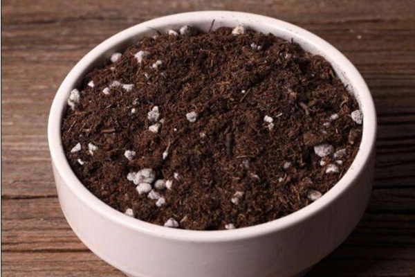 碧光环播种多久能长大,种后一星期发芽四个月长大