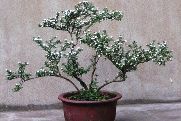 六月雪怕冻吗,保证环境温度不低于5℃