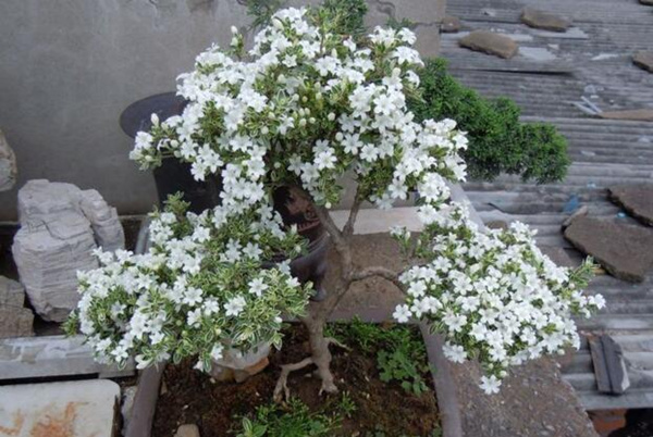 六月雪怕冻吗,保证环境温度不低于5℃
