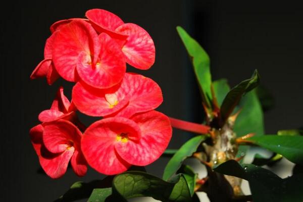 大花虎刺梅的养殖方法,5步教你养好大花虎刺梅