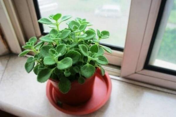 碰碰香夏天如何养护,控制光照并做好降温措施