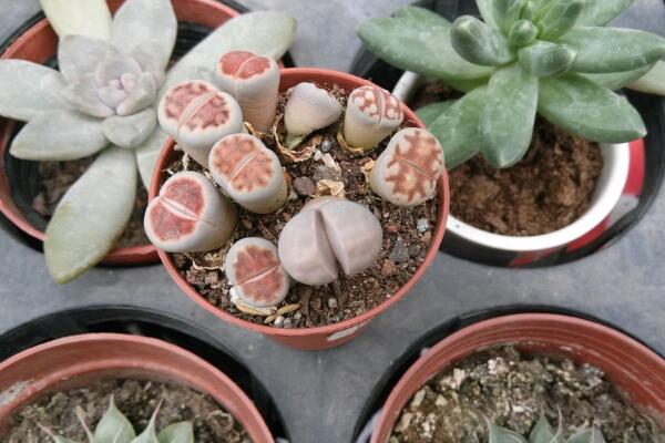 生石花用肥方法,不同的季节选择不同的肥料施撒
