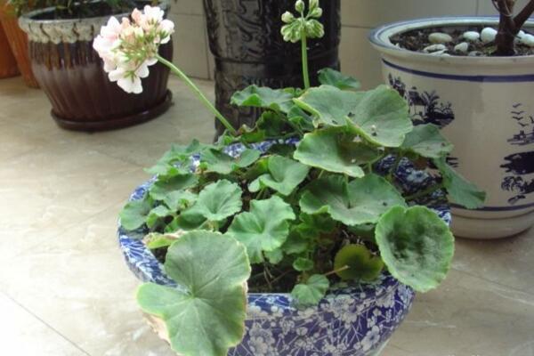 天竺葵泡水生根方法,3步即可天竺葵的水培