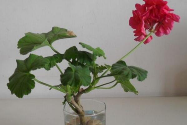 天竺葵泡水生根方法,3步即可天竺葵的水培