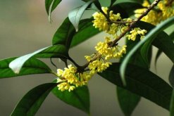 桂花的功效与作用，从5个方面来介绍桂花的价值