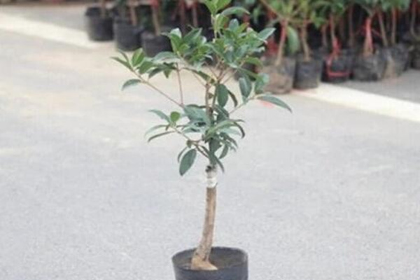 桂花树幼苗多少钱,桂花树价格表图