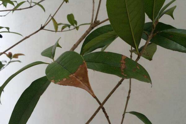 桂花树叶子干枯怎么办,修剪叶片并加强管理