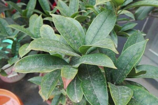 桂花树叶子干枯怎么办,修剪叶片并加强管理
