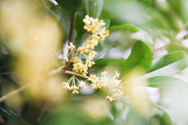 桂花树怎么修剪，4步即可完成桂花树的修剪