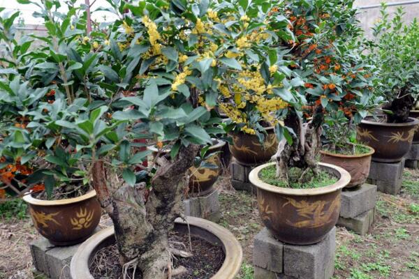 桂花树种植技术,5步教你种好桂花树