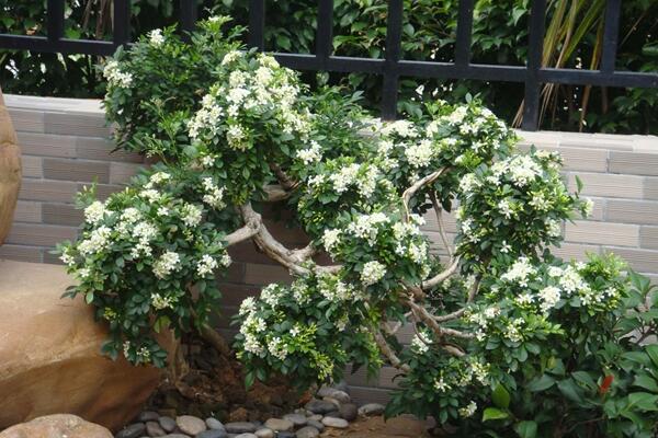 桂花树种植技术,5步教你种好桂花树