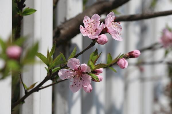 樱花怎么施肥，樱花的施肥可以从4步进行