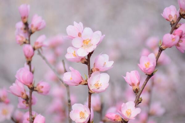 樱花怎么施肥，樱花的施肥可以从4步进行