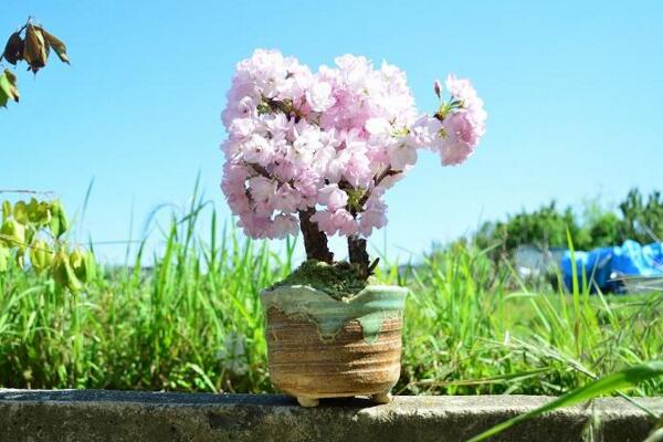 樱花盆景怎么养护，养好樱花盆景必须要做好以下7点